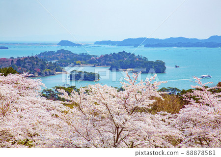 松島日本三景：西行松島公園的櫻花 88878581