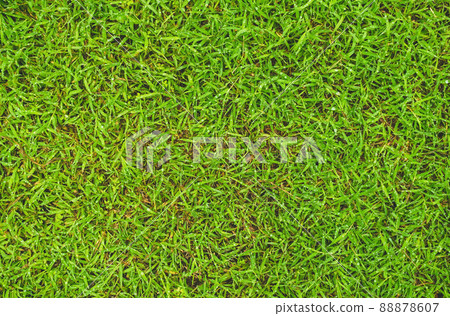 water droplets on top of grass. Green grass texture with the dew on nature, Fresh green grass with water drops texture background lawn for training football pitch Grass Golf Courses green lawn. 88878607
