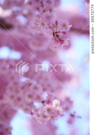 京都和塚町垂枝櫻花古樹 京都和塚町垂枝櫻花古樹 88878774