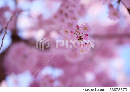 京都和塚町垂枝櫻花古樹 88878775
