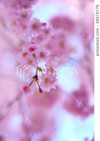 京都和塚町垂枝櫻花古樹 京都和塚町垂枝櫻花古樹 88878776