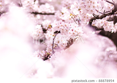 Cherry Blossoms	 88878954