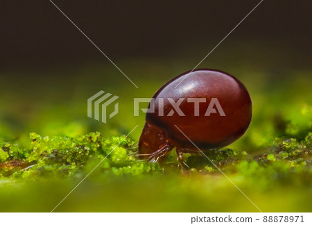 Close up of Beetle Mite also known as oribatid mites Close up of Beetle Mite also known as oribatid mites 88878971