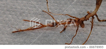 Fungus parasitizing the roots of legumes Fungus parasitizing the roots of legumes 88878993