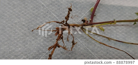 A leguminous plant that does not grow unless it is infested with fungi 88878997