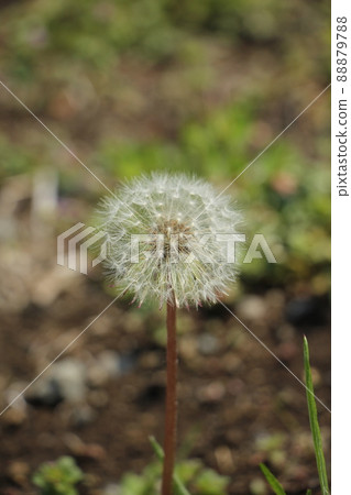 Dandelion's fluff Dandelion's fluff 88879788