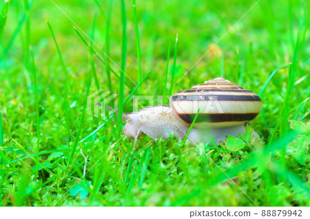 Snails pushing through the grass Snails pushing through the grass 88879942