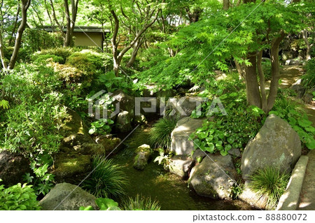 紅葉園(駿府城公園) 220419pm 3:12-2 紅葉園(駿府城公園) 220419pm 3:12-2 88880072