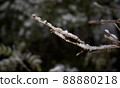 樹枝上積雪 88880218