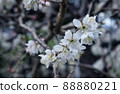 花園裡盛開的櫻花 88880221