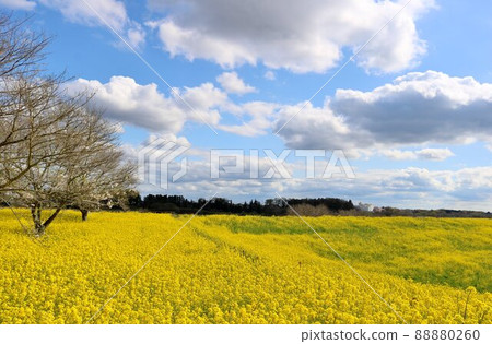 春天的油菜花群,渡瀨風景 春天的油菜花群,渡瀨風景 88880260