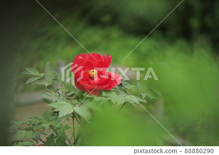 Arao City Miyazaki Brothers House Peony, 88880290