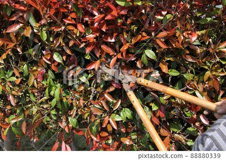 Pruning of Japanese photinia 88880339