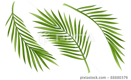 Tropical palm leaf isolated on white background. Realistic green summer plant tree set. Tropic botanical branch illustrations Vector illustration 88880376