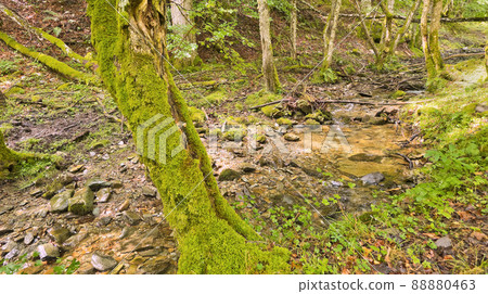 Beech Forest, Sierra de la Demanda, Spain Beech Forest, Sierra de la Demanda, Spain 88880463
