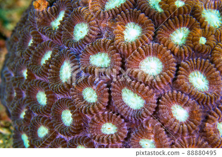 Boulder Coral, Lembeh, Indonesia Boulder Coral, Lembeh, Indonesia 88880495