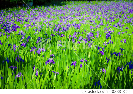 拍攝京都北區神賀茂太田神社的鳶尾花 拍攝京都北區神賀茂太田神社的鳶尾花 88881001