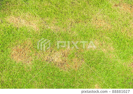 A patch is caused by the destruction of fungus Rhizoctonia Solani grass leaf change from green to dead brown in a circle lawn texture background dead dry grass. Dead grass of the nature background. 88881027