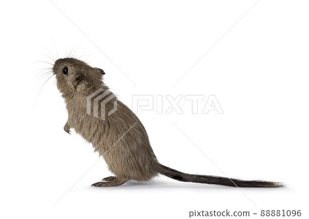 Brown gerbil on white background Brown gerbil on white background 88881096