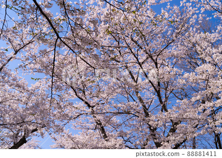 Cherry blossoms in full bloom in the spring sky Somei Yoshino 88881411