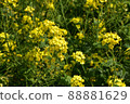 Rape blossoms Rape blossoms 88881629