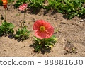 Poppy Poppy 88881630
