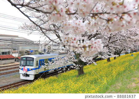 以秩父道為背景的秩父鐵道“櫻花和油菜花盛開”特快 以秩父道為背景的秩父鐵道“櫻花和油菜花盛開”特快 88881637