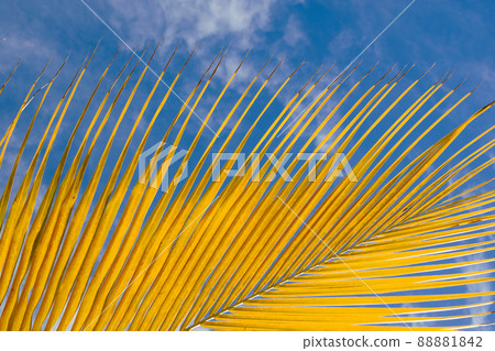 Palm leaf closeup, Dominican Republic, sunny beach, palm trees, on the coast Yellow and Blue Palm leaf closeup, Dominican Republic, sunny beach, palm trees, on the coast Yellow and Blue 88881842