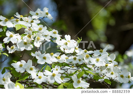 埼玉縣所澤市路邊公園水和森林廣場山茱萸花 埼玉縣所澤市路邊公園水和森林廣場山茱萸花 88882359