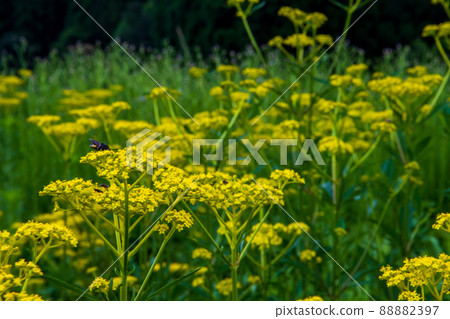 京都右京區越畑少女的照片 京都右京區越畑少女的照片 88882397