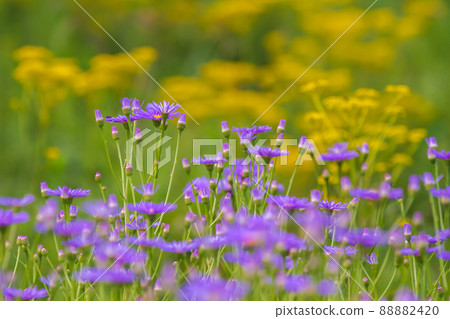 京都右京區越畑少女的照片 88882420