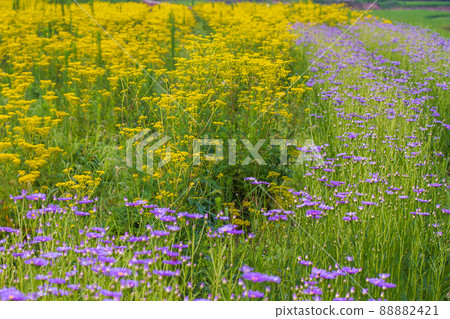 京都右京區越畑少女的照片 88882421