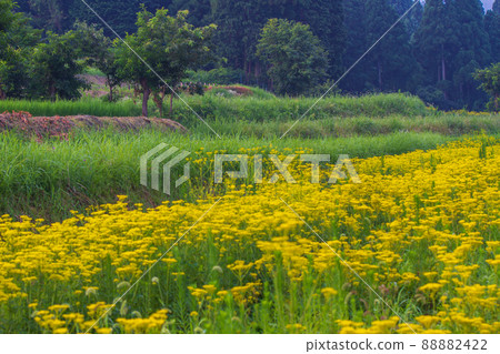 京都右京區越畑少女的照片 88882422