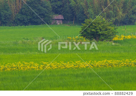 A photo of a girl in Koshihata, Ukyo-ku, Kyoto A photo of a girl in Koshihata, Ukyo-ku, Kyoto 88882429