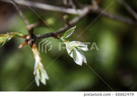 Tree sprouts Tree sprouts 88882479