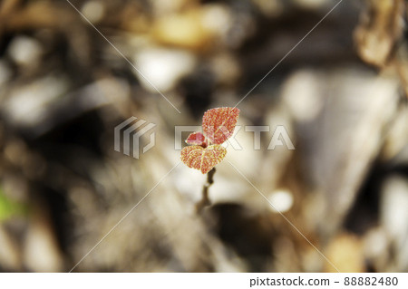 Tree sprouts 88882480