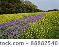 Rape blossoms and Murasakihanana Rape blossoms and Murasakihanana 88882546