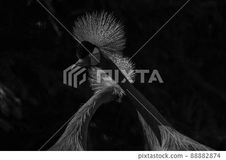 Monochrome picture of Beautiful bird, two Grey Crowned Crane with blue eye and red wattle, head 88882874