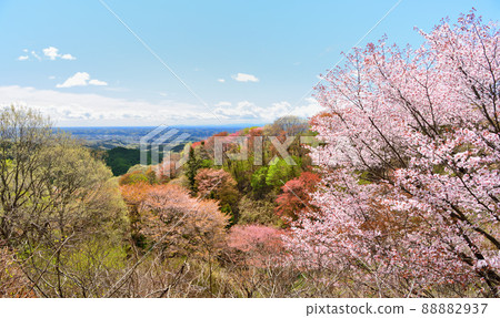 The cherry blossoms in full bloom seen from Mt. The cherry blossoms in full bloom seen from Mt. 88882937