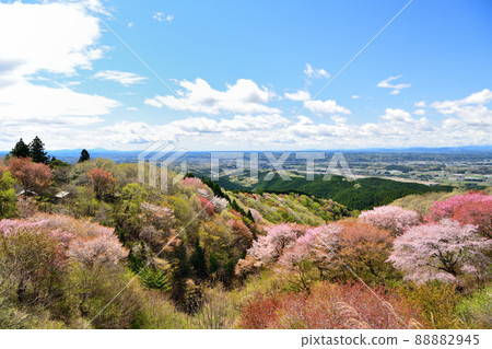 The cherry blossoms in full bloom seen from Mt. 88882945