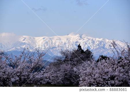飯出山脈和櫻花 88883081