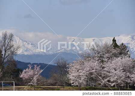 Iide mountain range and cherry blossoms 88883085