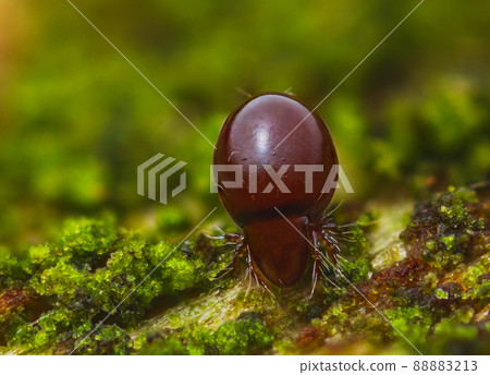 Close up of Beetle Mite also known as oribatid mites Close up of Beetle Mite also known as oribatid mites 88883213
