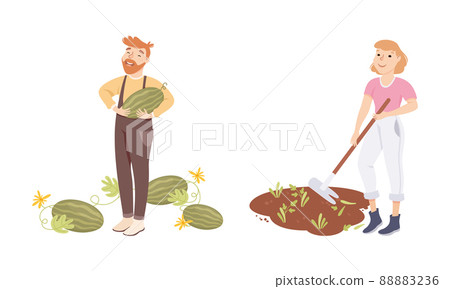 Farmers picking watermelon and loosening soil with hoe. Farming and agriculture cartoon vector illustration Farmers picking watermelon and loosening soil with hoe. Farming and agriculture cartoon vector illustration 88883236