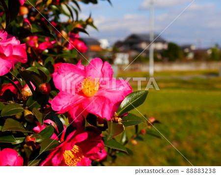 茶花 88883238