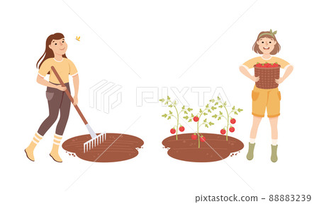Female farmers picking tomatoes and loosening soil with rake. Farming and agriculture cartoon vector illustration Female farmers picking tomatoes and loosening soil with rake. Farming and agriculture cartoon vector illustration 88883239