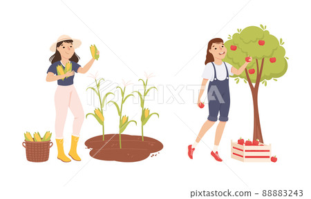 Female farmers picking corn cobs and ripe apples. Farming and agriculture cartoon vector illustration Female farmers picking corn cobs and ripe apples. Farming and agriculture cartoon vector illustration 88883243