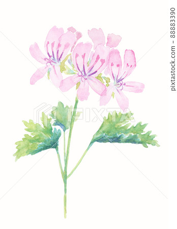 Rose geranium watercolor 88883390