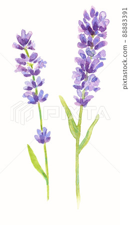 油彩画【lavender】一点もの　F4 油彩画【lavender】一点もの F4 油彩画【lavender】一点もの F4