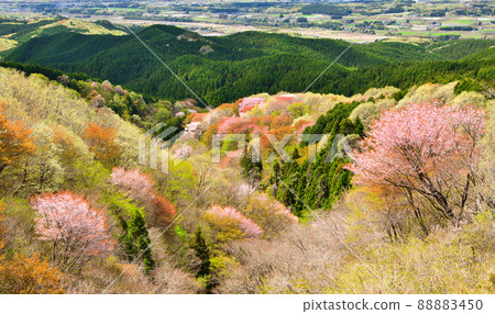 The cherry blossoms in full bloom seen from Mt. 88883450